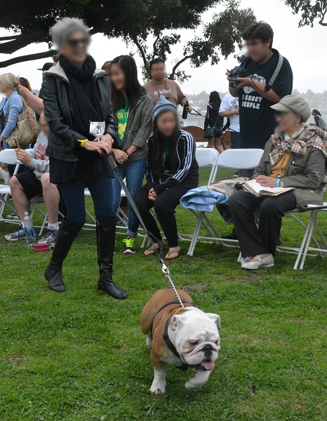 Brown and white bulldog pulls on leash as a smiling woman walks him past contest judges