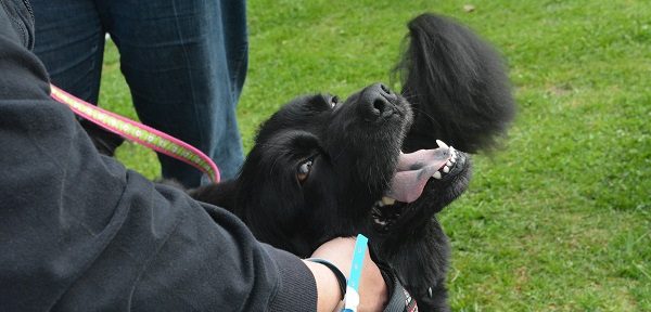 silky black mixed-breed dog opens his mouth in a smile as he gets petted