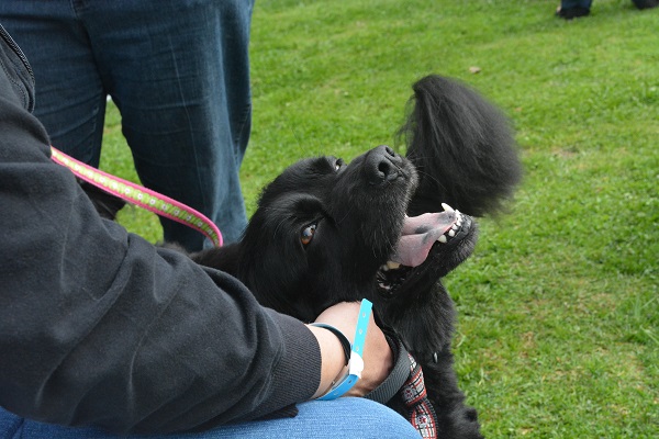 silky black mixed-breed dog opens his mouth in a smile as he gets petted