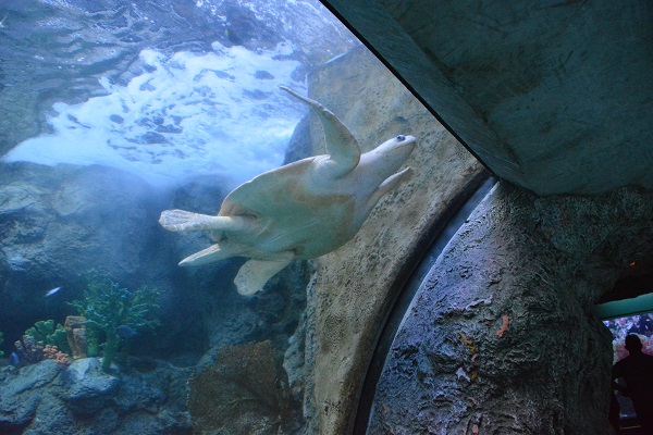 Lou the sea turtle swims at Aquarium of the pacific