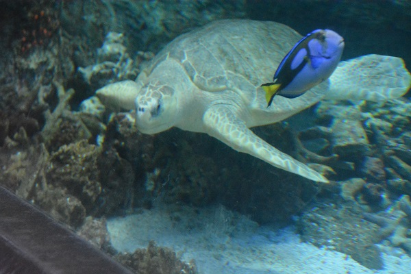 Blue fish swims by Lou the sea turtle