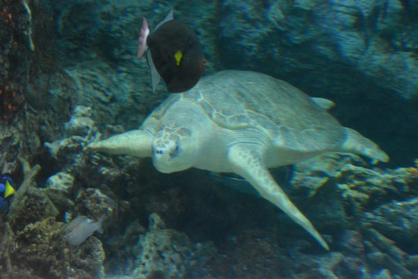 Lou the sea turtle, closeup at Aquarium of the Pacific
