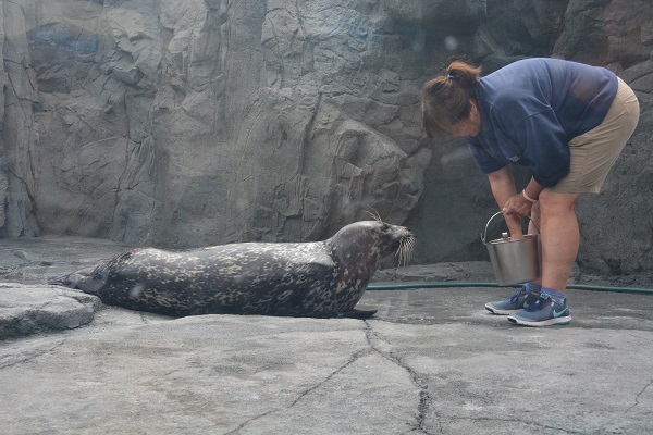 Shelby the harbor seal closeup as staffer feeds her