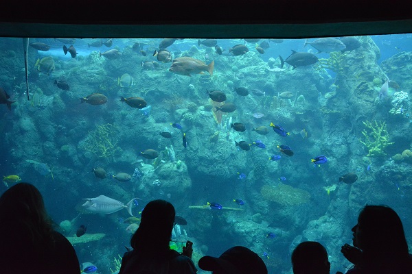 People looking at fish at Aquarium of the Pacific