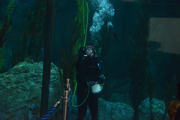 Diver in tank in Aquarium of the Pacific's Great Hall