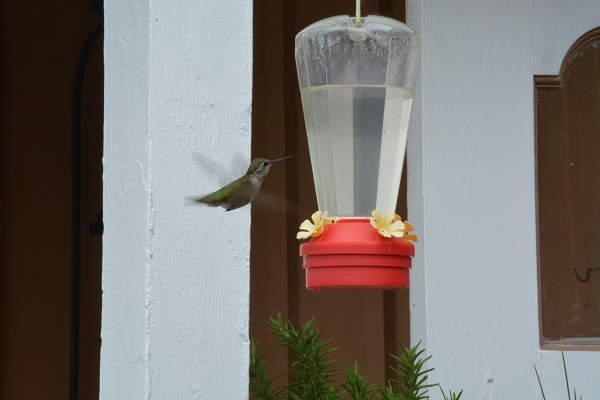 hummingvird at feeder