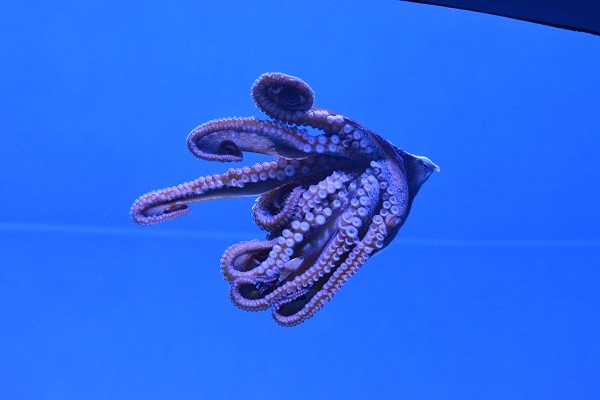 Pink day octopus curls her tentacles against glass at Aquarium of the Pacific exhibit