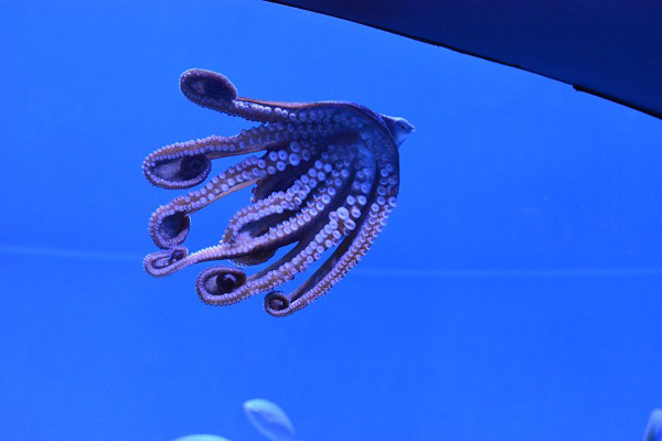 Octopus in new "Tentacles and Ink" exhibit at Aquarium of the Pacific