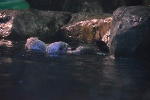Otters Charlie and Brooke swin at Aquarium of the Pacific