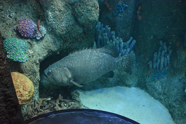 Sea bass at Aquarium of the Pacivfic