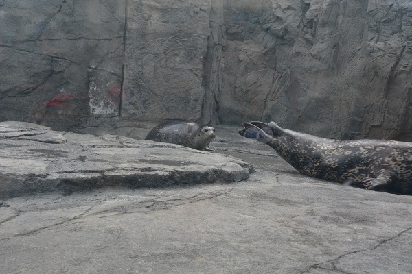 Shelby the harbor seal and her baby
