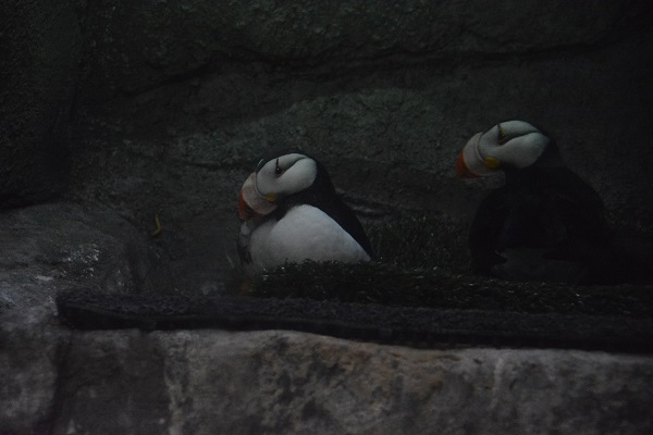 Two horned puffins nest at Aquaruim of the Pacific
