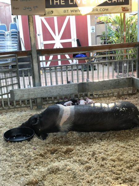 Sow lies in her pen with a litter of piglets at 2018 Orange County Fair 