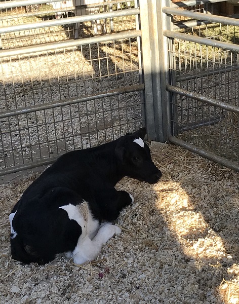 black-and-white calf in pen at Orange County Fair
