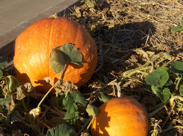 Two orange pumpkins with green leaves on the vine lying in a brown harvest field
