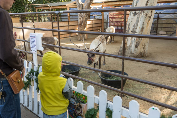 Child in a yellow hooded jacket looks through bars at two reindeer at the Los Angeles Zoo