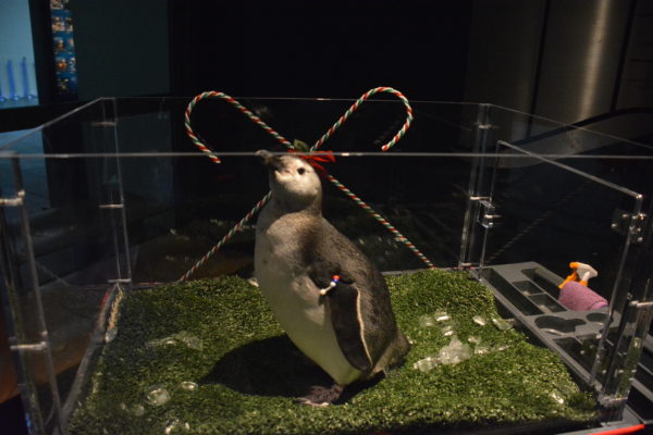 Five-month-old Magellanic penguin in glass enclosure with two candy canes trimming the background