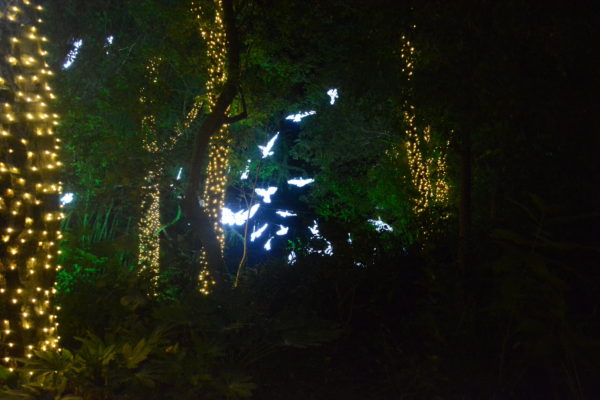 Silver light birds in gold-lit trees