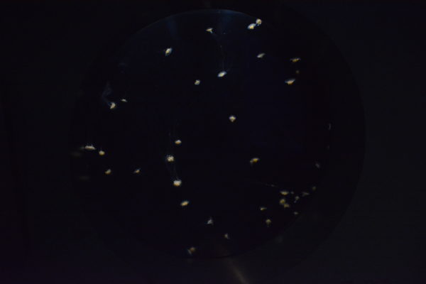 constellation of glowing gold sea jellies in a black tank