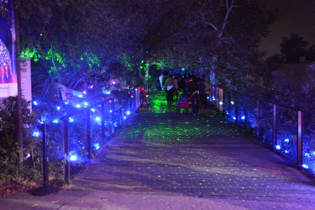 Pathway lit with blue-and-green lights to L.A. Zoo Lights