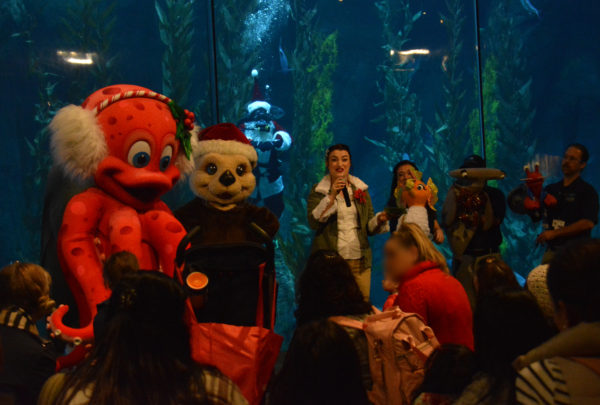 Gigi the octopus faces front wearing white earmuffs next to sea otter in Santa hat and "Sarah Seastar" as Santa Diver looks on from the tank at the Aquarium