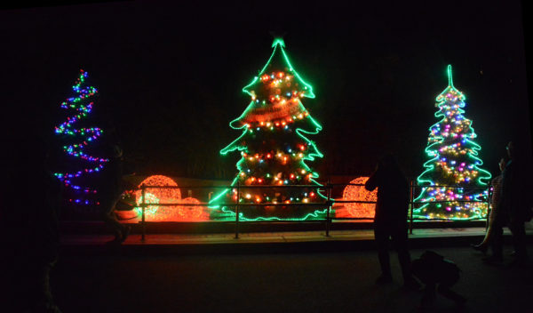 Lighted Christmas trees at L.A. Zoo Lights