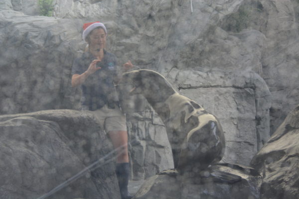 Sea lion opens its mouth for a mammologist in a Santa hat