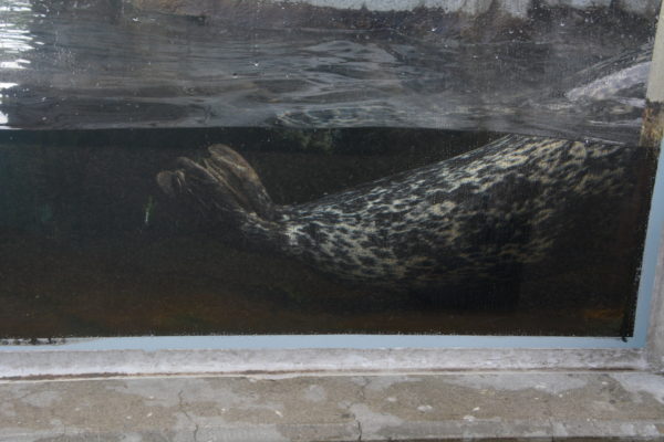A harbor seal's spotted torso