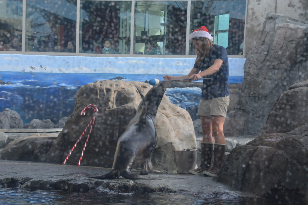 Mammologist in a Santa hat feeds a sea lion
