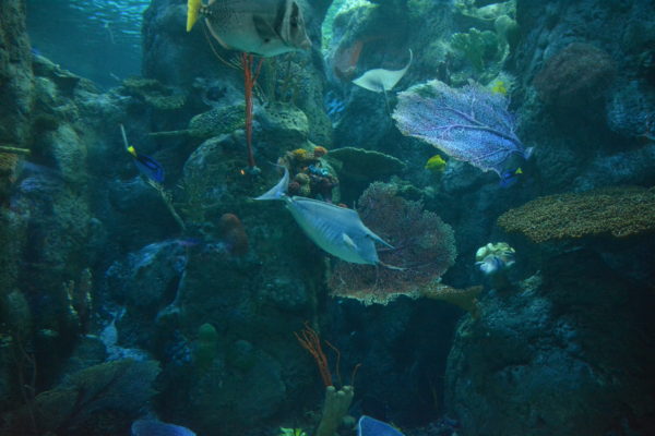 Unicorn tang, with a protruding white horn, in South Pacific habitat tank