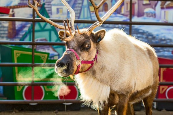 Antlered reindeer against holly-berry mural