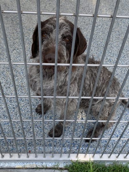 Gray terrier-mix dog with brown eyes looks through the bars of outdoor cage