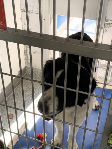 Black and white collie mix dog with white muzzle looks through the bars of an indoor cage