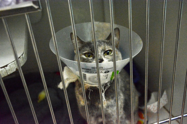 Gray and white cat with a neck collar in a cage