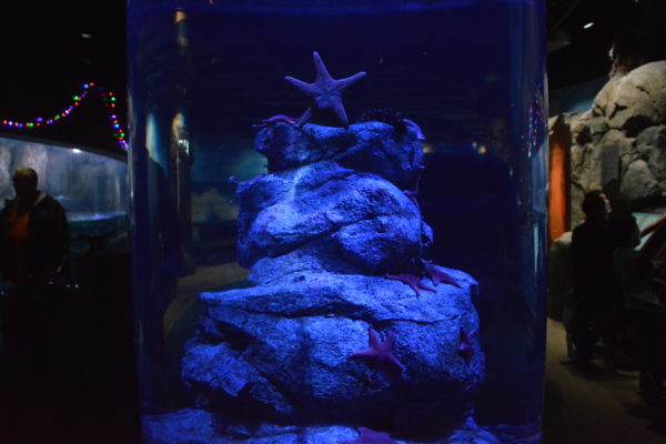 Sea star at top of rock formation in blue light at Aquarium of the Pacific seems to simulate a Christmas tree with Christmas lights and visitors in the background