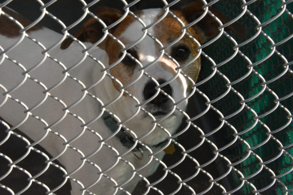 Brown and white beagle mix looks from between the links of the chain fence at his pen