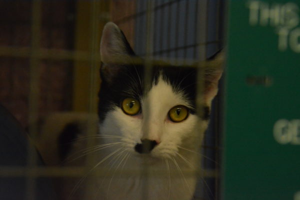 Young black-and-white cat with yellow eys in closeup as she looks thorugh the bars of her cage