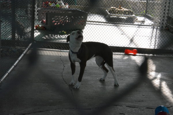 Brown and white Staffordshire terrier barks in his pen at Seal Beach Animal Care Center