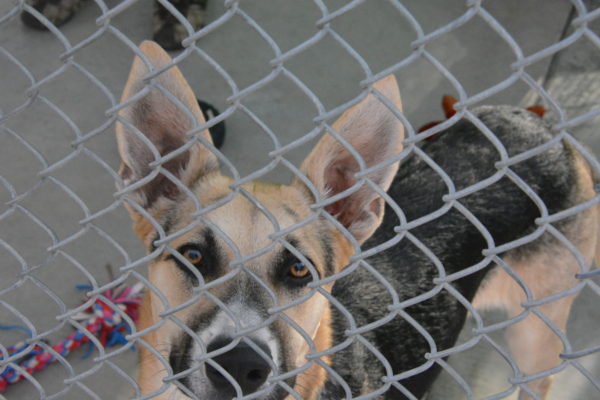 Fawn-colored German shepherd with black on her nose looks through the fence wiring around her pen with her ears standing straight up