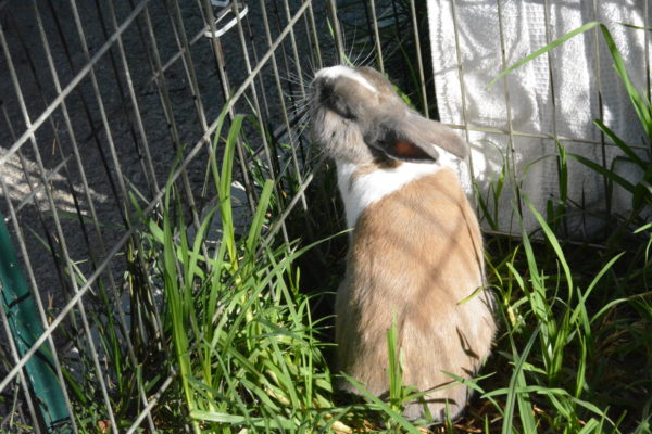 Brown and white rabbit sits in a clump of grass inside outdoor pen