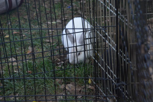 White rabbit in outdoor pen