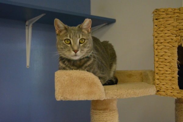 Gray tabby watches visitors from her perch, curled up at the top of a yellow carpeted cat bed