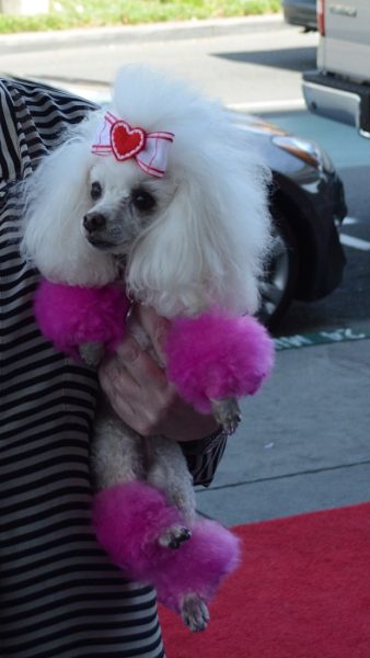 White poodle in her owner's arms, with pink fluffy "shoes" and a pink bow in her hair