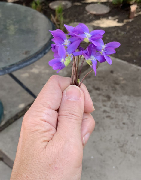 Hand holding bunch of wild violets near a patio