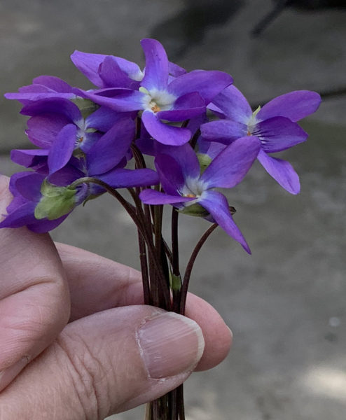 Closeup of bunch of violets in hand