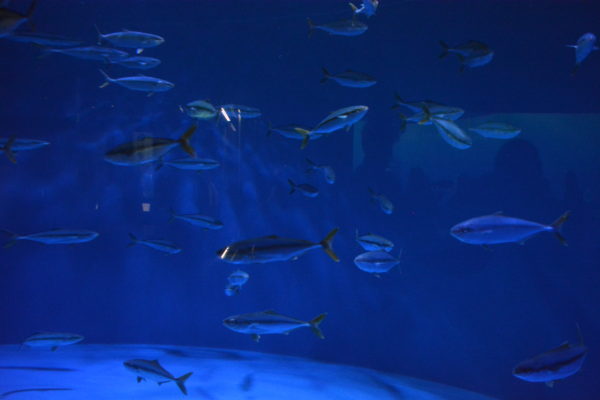 California yellowtail in tank at Pacific Asia Museum