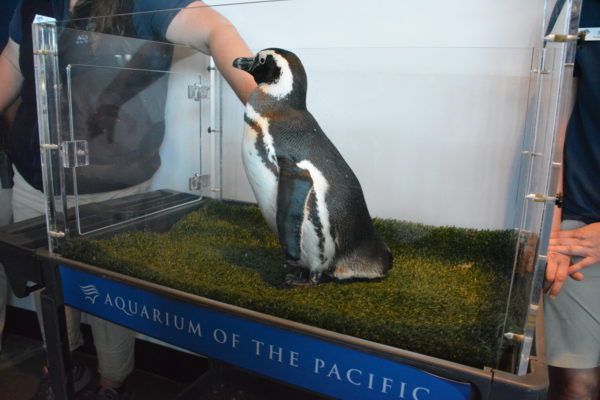 Aquarium staffer strokes penguin in glass tank with "Aquarium of the Pacific" at the base