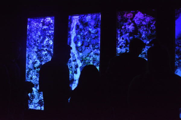 Guests silhouetted against panels of coral reef