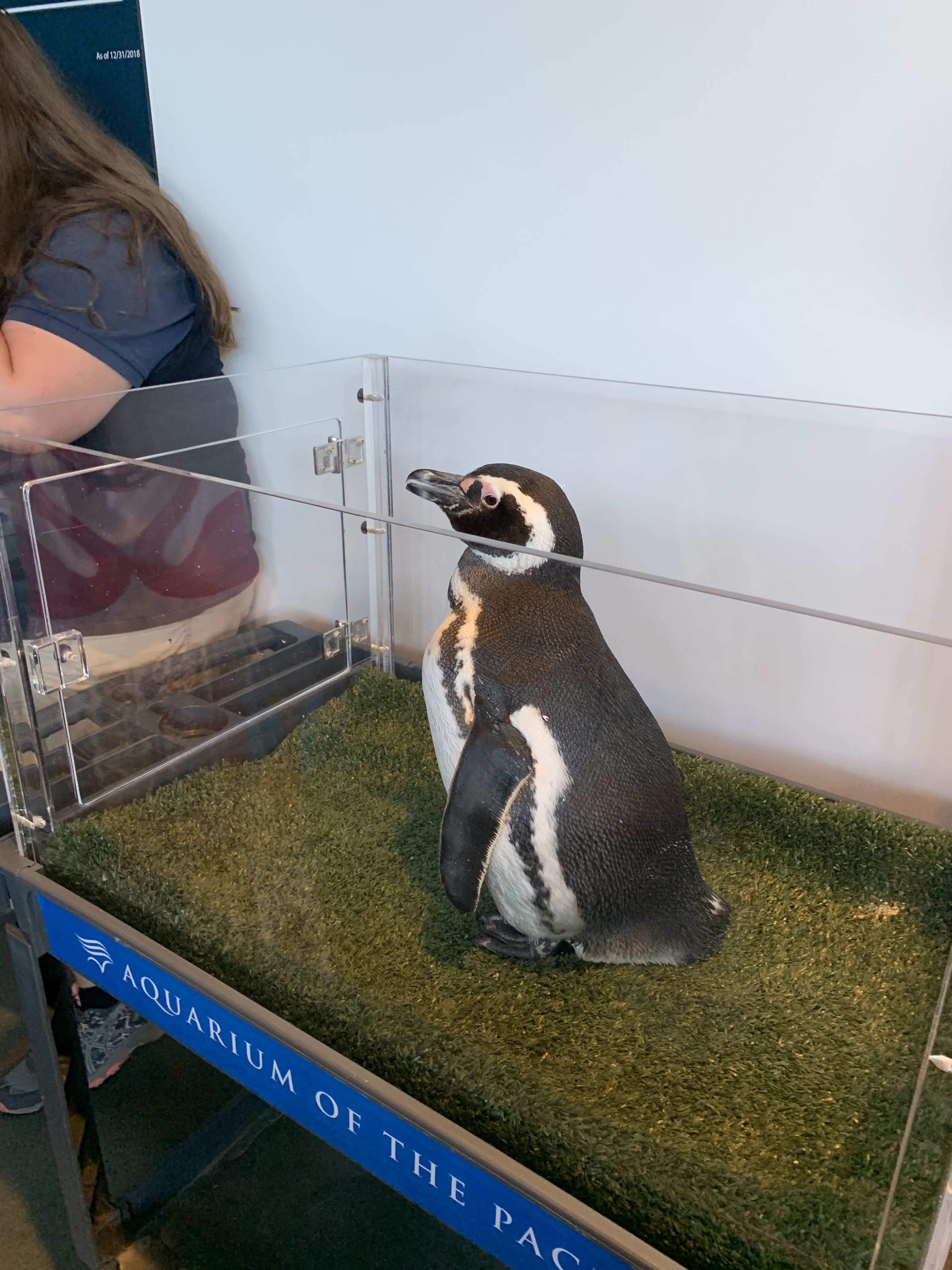 Penguin stands on small cart at Aquarium of the Pacific