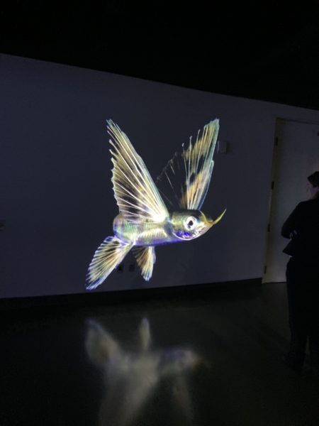 Woman looks at video of birdlike fish that appears to "fly" on a wall